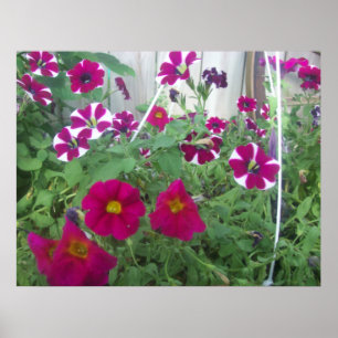 Rosa Petunias Poster