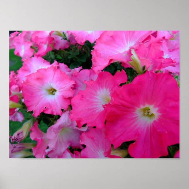 Rosa petunias poster (Framsidan)