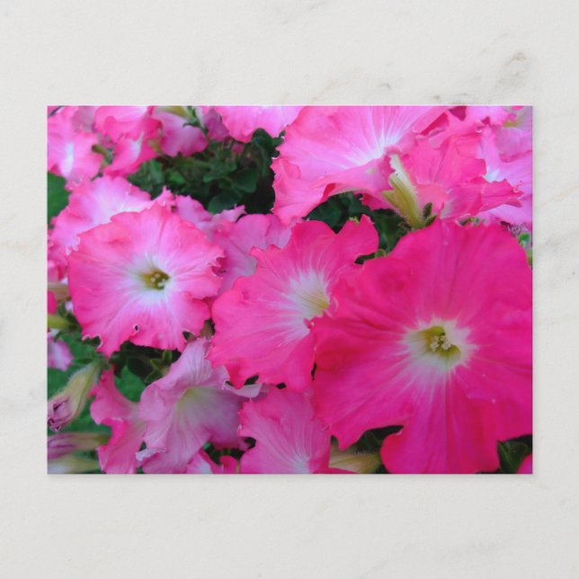 Rosa petunias vykort (Framsida)