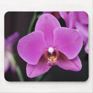 Rosa Phalaenopsis Musmatta
