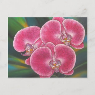 Rosa Phalaenopsis Orchids Blommor Akrylmålning Vykort