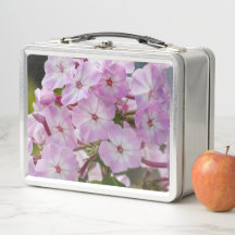 Rosa Phlox-blomma, kanadensisk fotografering