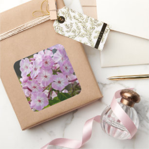 Rosa Phlox Flower, Canadian Photography Fyrkantigt Klistermärke