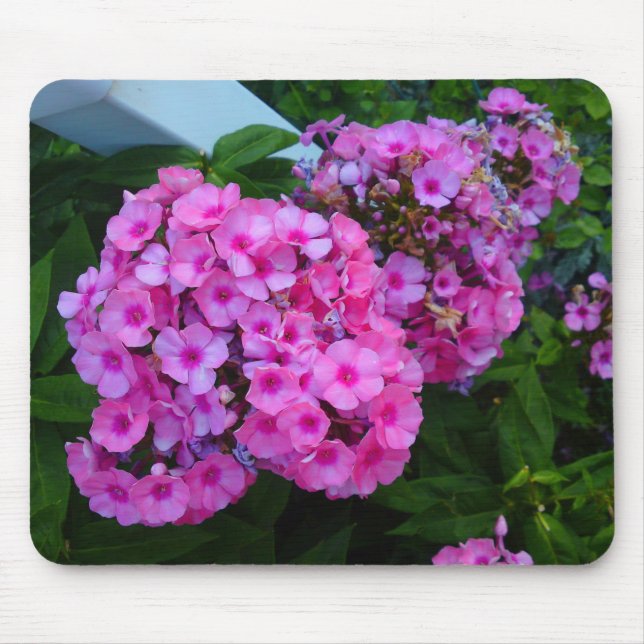 Rosa Phlox Flower Mousepad Musmatta (Framsidan)