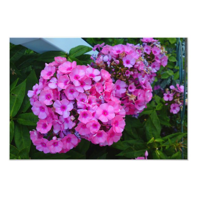 Rosa Phlox Flower Photo Print Fototryck (Framsidan)