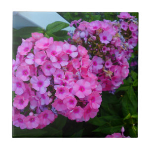 Rosa Phlox Flower Tile Kakelplatta
