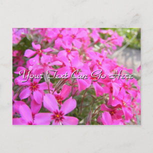 Rosa Phlox Flowers vykort