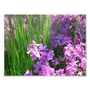 Rosa Phlox och Grass Summer Blommigt Fototryck