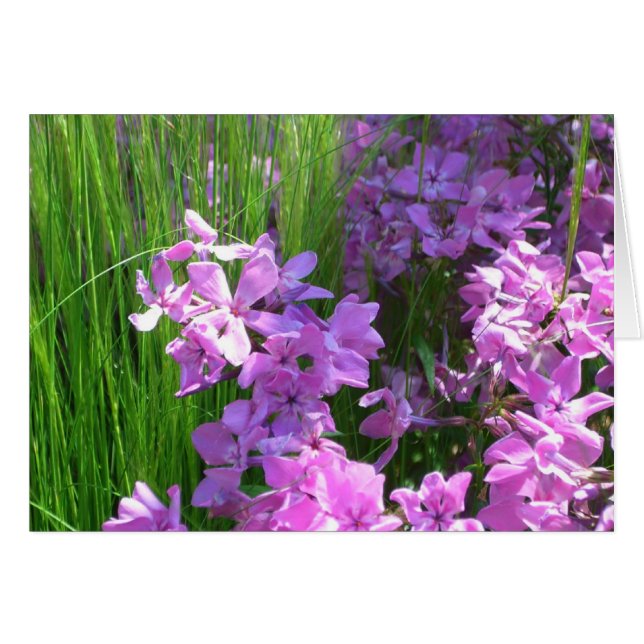 Rosa Phlox och Grass Summer Blommigt Hälsningskort (Framsidan Horizontal)