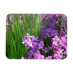 Rosa Phlox och Grass Summer Blommigt Magnet