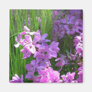 Rosa Phlox och Grass Summer Blommigt Magnet
