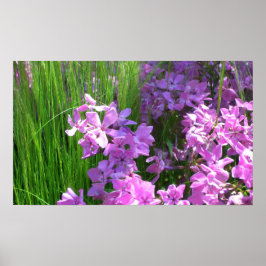 Rosa Phlox och Grass Summer Blommigt Poster