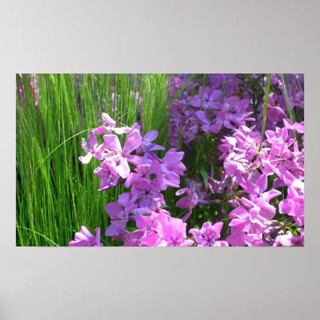 Rosa Phlox och Grass Summer Blommigt Poster (Framsidan)