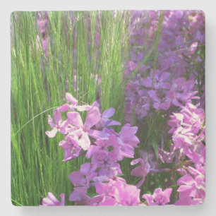 Rosa Phlox och Grass Summer Blommigt Stenunderlägg