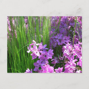 Rosa Phlox och Grass Summer Blommigt Vykort