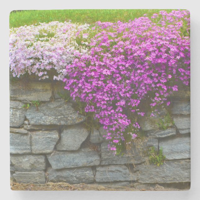 Rosa Phlox Stone Underlägg (Framsidan)