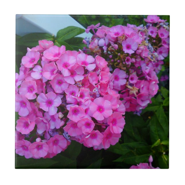 Rosa Phlox Tile Kakelplatta (Framsidan)