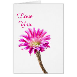 Rosa Piazza cactus blomma in bloom Hälsningskort