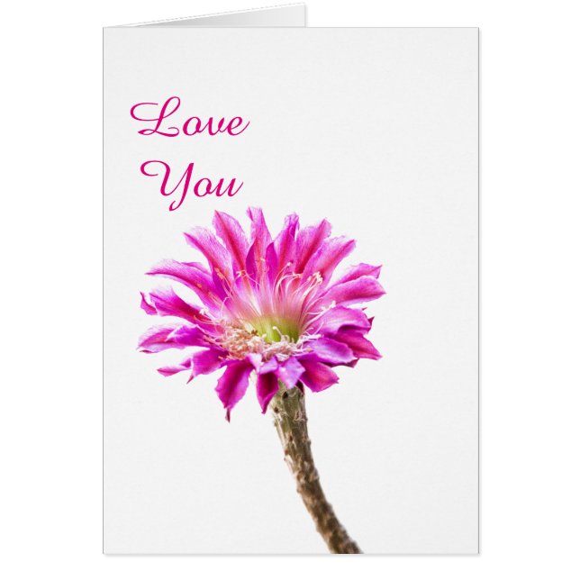 Rosa Piazza cactus blomma in bloom Hälsningskort (Framsidan)