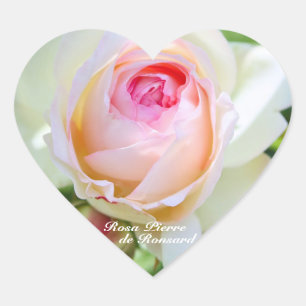 Rosa Pierre de Ronsard (hjärtformad säl) Hjärtformat Klistermärke