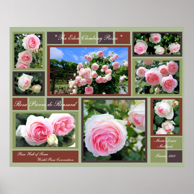 Rosa Pierre de Ronsard [konstaffisch] Poster (Framsidan)
