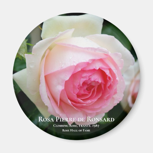 Rosa Pierre de Ronsard Magnet (Framsidan)
