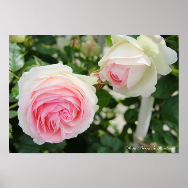 Rosa Pierre de Ronsard Poster (Framsidan)
