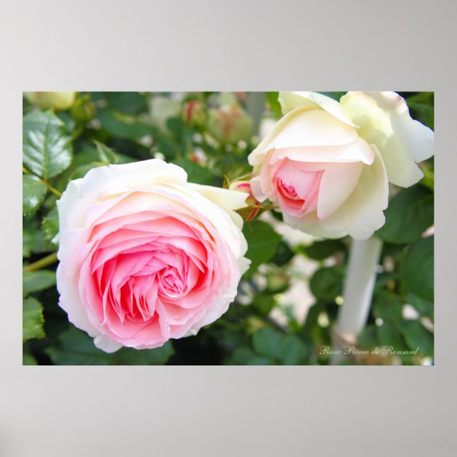 Rosa Pierre de Ronsard [Poster] Poster (Framsidan)