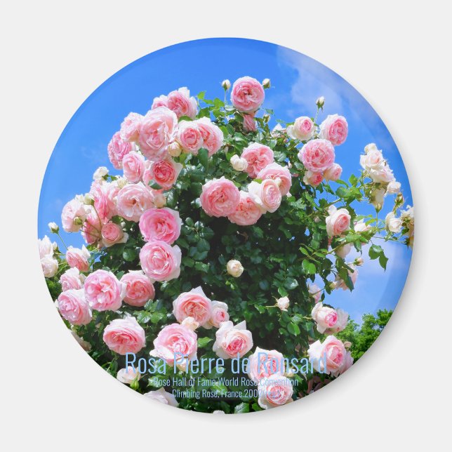 Rosa Pierre de Ronsard [Round Magnet] Magnet (Framsidan)