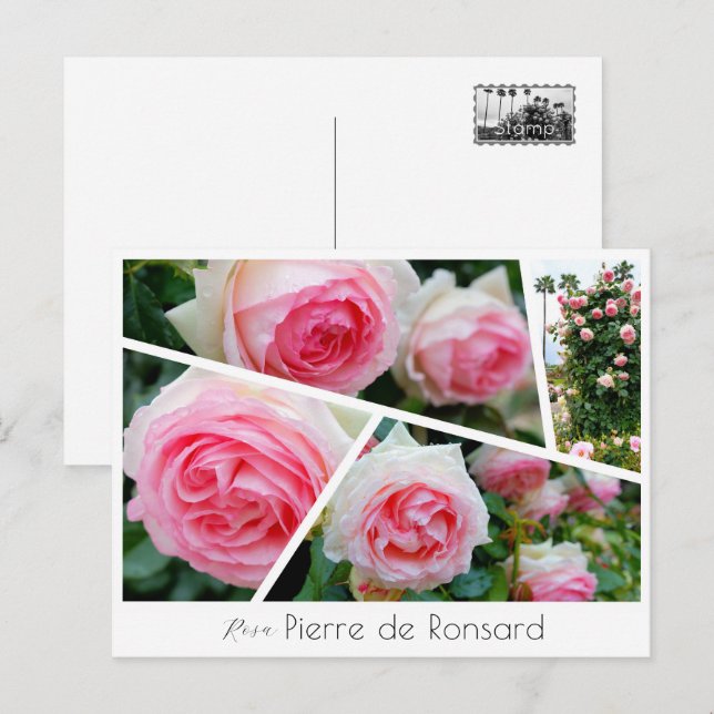 Rosa Pierre de Ronsard Vykort (Fram/baksida)
