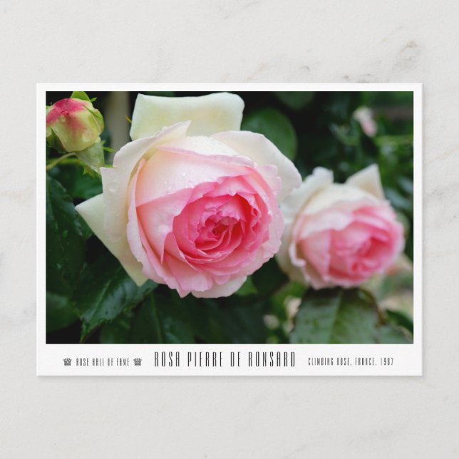 Rosa Pierre de Ronsard Vykort (Framsida)