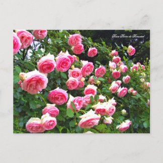 Rosa Pierre de Ronsard [vykort] ポ ス ト カ ー Vykort