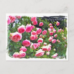 Rosa Pierre de Ronsard [vykort] ポ ス ト カ ー Vykort