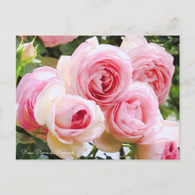 Rosa Pierre de Ronsard [vykort] Vykort (Framsida)