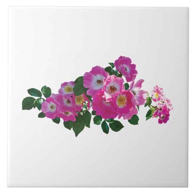 Rosa Pink Rambler Kakelplatta (Framsidan)