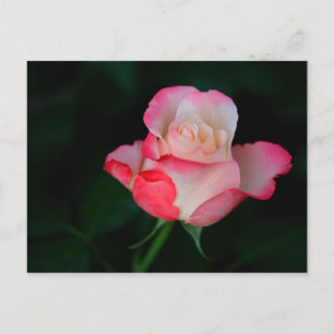 Rosa-pink ros vykort