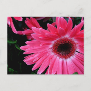 Rosa PinWheel Vykort