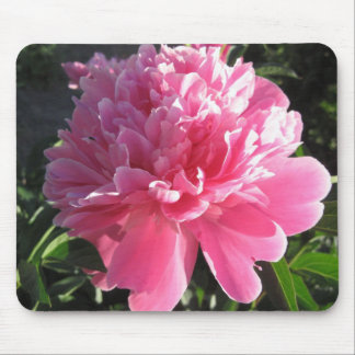 Rosa pion musmatta