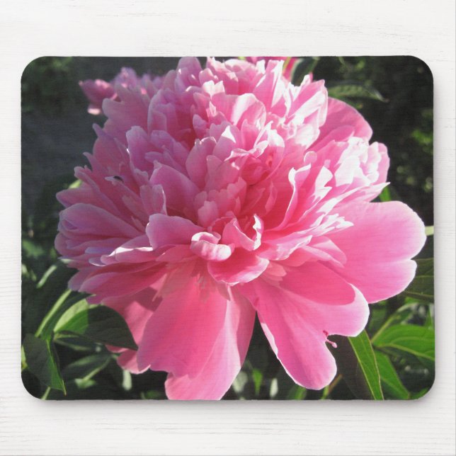 Rosa pion musmatta (Framsidan)