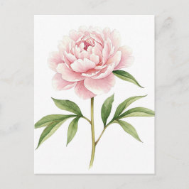 Rosa Pion Postkort Vykort