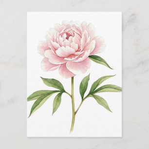 Rosa Pion Postkort Vykort