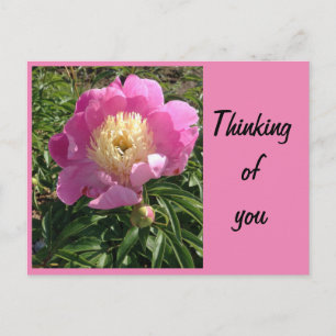 Rosa Pion Postkort Vykort