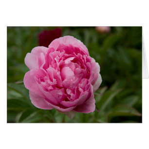 Rosa pion Rosa Pfingstrose Hälsningskort
