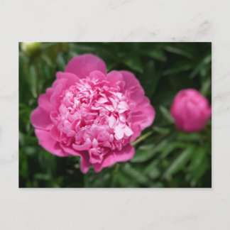 Rosa Pion Vykort