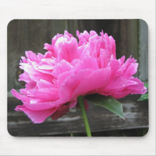 Rosa pionblom musmatta