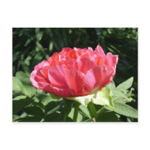 Rosa Pionblomma