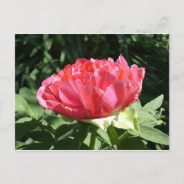 Rosa Pionblomma Vykort