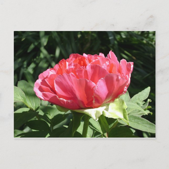 Rosa Pionblomma Vykort (Framsida)