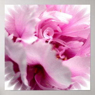 Rosa pionblommatryck poster