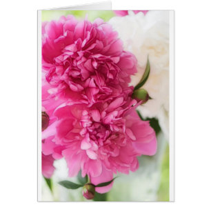 Rosa pionblommor hälsningskort